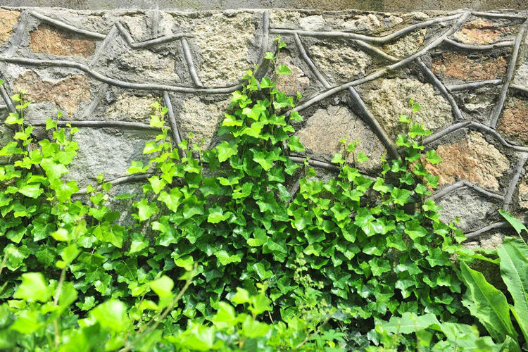 哪种爬藤花好养也长得快,爬藤花什么品种最好看