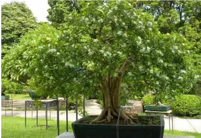 好养又散发氧气的盆栽,室内四季开花好养带香的盆栽