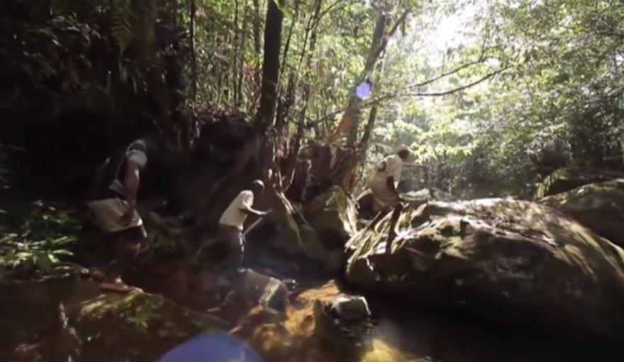 实拍非洲紫檀木*私走**全过程：护林员做*私走**，一根紫檀木赚三万