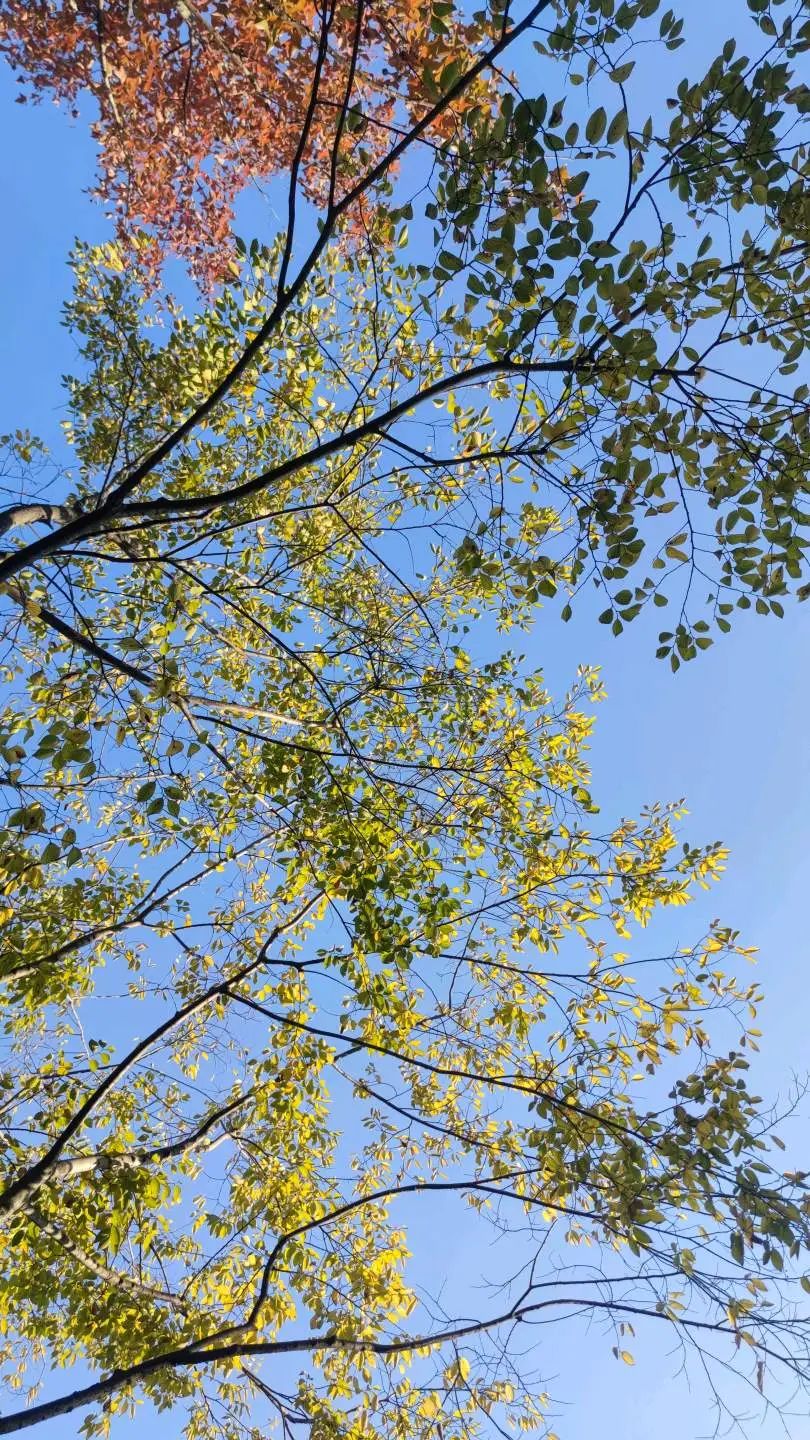 一周小结文字图片,小学一周小结怎么写