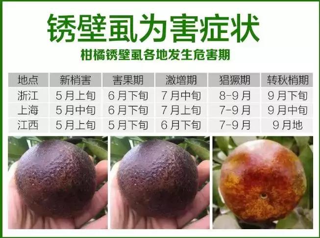 柑橘锈壁虱什么时间发生,柑橘锈壁虱危害图