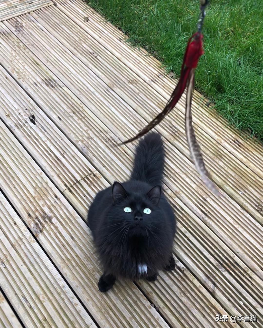 如何让猫咪与猫咪之间好好相处,陪猫咪玩注意事项