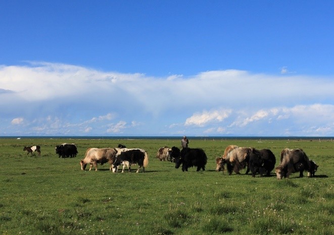 高原牦牛肉你吃过吗,西藏正宗的牦牛肉