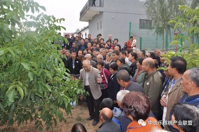 核桃树产量不高怎么回事,核桃树什么时间控旺比较好