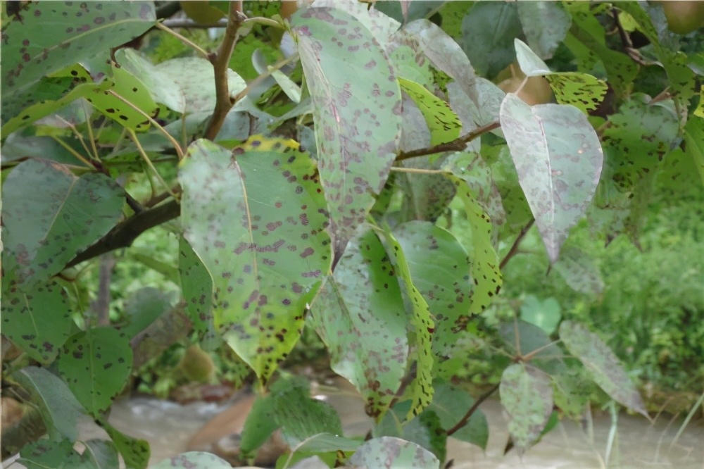 梨褐斑病常造成叶片大量早落，影响树势，如何正确防治？