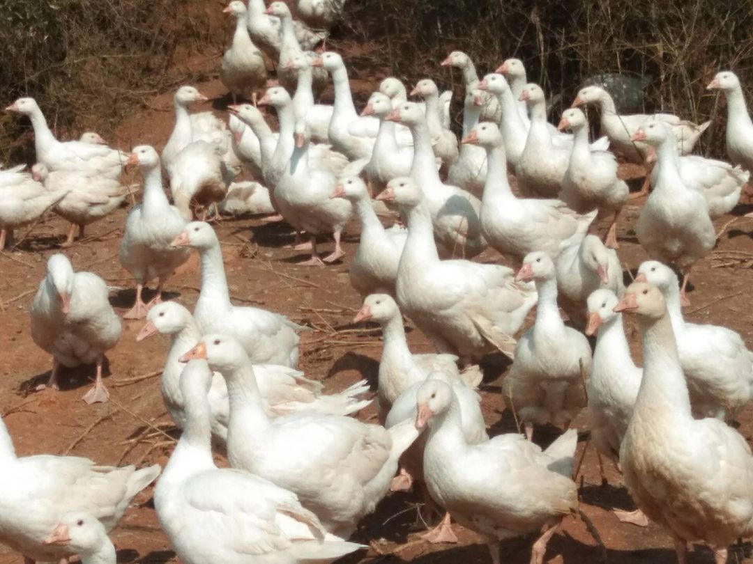 神政桥贫困户,神政桥卖鸡鸭