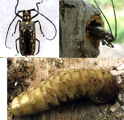 果树有了钻心虫怎么治,果树里面的钻心虫怎么治