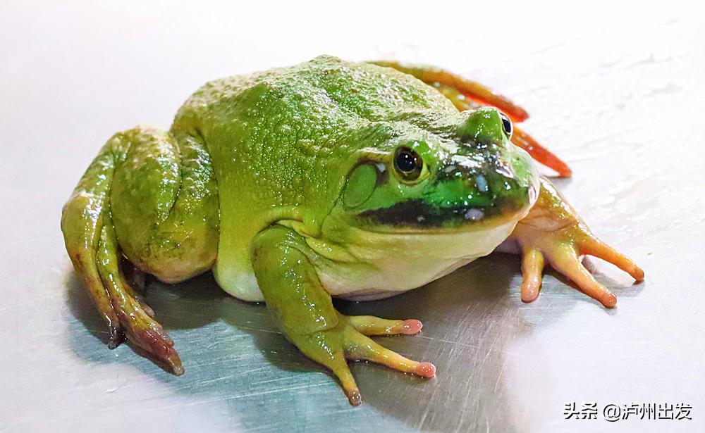 泸州回头客,泸州美蛙鱼头2人餐