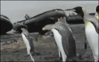 “哎……我怎么有点晕啊?”哈哈哈哈哈让人笑岔气的45个搞笑动图