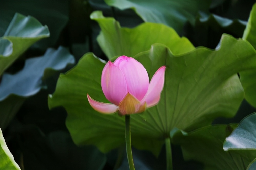 郑州荷花欣赏地点推荐,郑州赏荷最佳地点