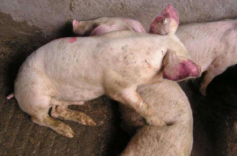 猪蓝耳病快速治疗打什么针,治疗猪蓝耳病的中药处方