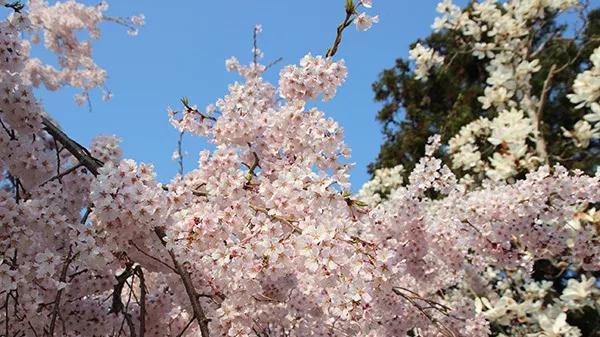 日本樱花现在还在开吗,日本樱花快要开放了吗