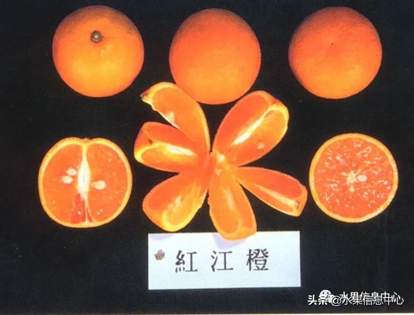 最好的橙子产地在哪里,中国橙子产地排名