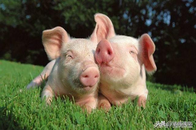 种公猪精子质量不好是什么原因,种公猪人工授精技术要点有哪些