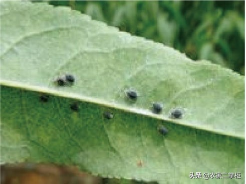 设施甜樱桃花期管理,樱桃种植技术及病虫害防治