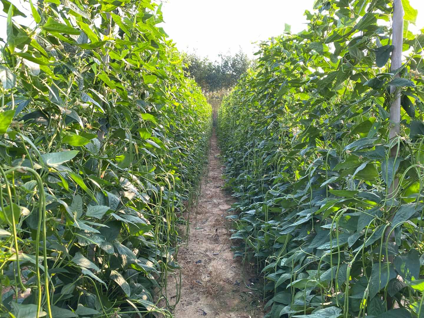 豇豆上有很多蚂蚁和蚜虫怎么除掉,豇豆上的蚜虫跟蚜虫是一个东西吗