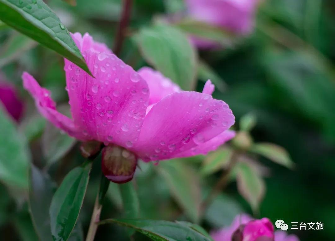 泉城公园芍药花开娇艳欲滴赛牡丹,含苞待放的芍药花娇艳欲滴