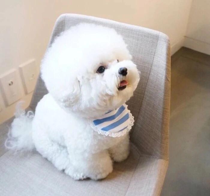 可爱又聪明的十种狗狗排名,可爱到“上头”的7种狗狗