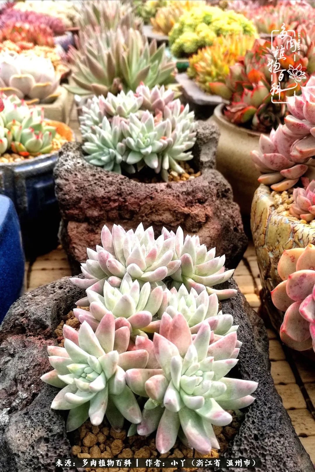 祖上无院家里无矿，一腔浪漫情怀付诸楼顶造花