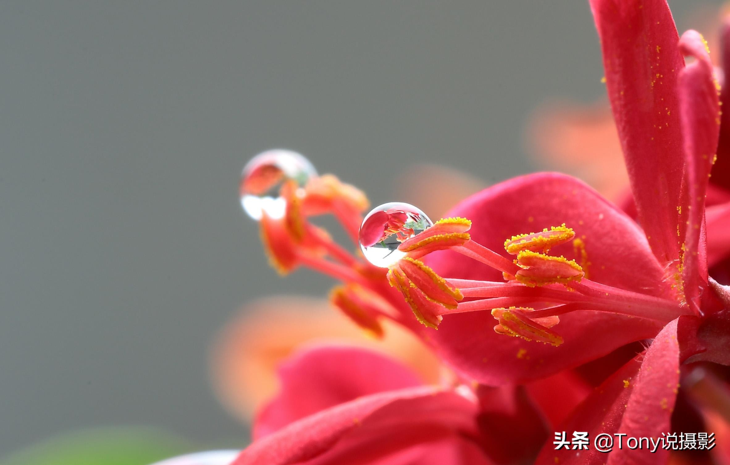 iphone12微距拍摄技巧,摄影微距怎么拍