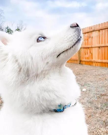 一只经常被误认为萨摩的哈士奇，没想到它居然长这样，太沙雕了