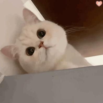 猫咪额头突然肿起来到底是什么原因导致的？你知道吗