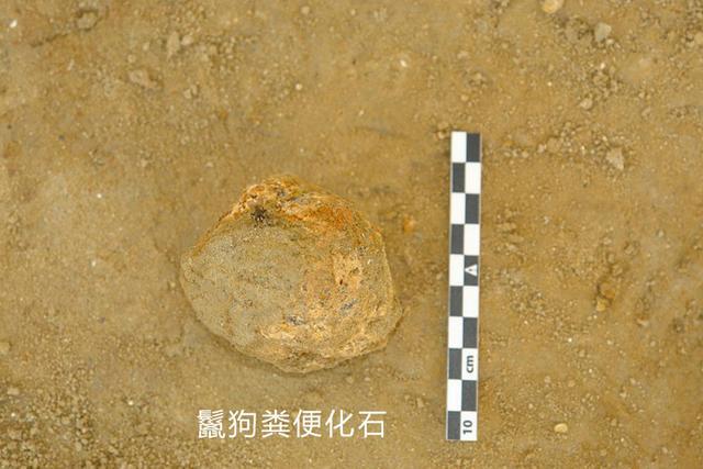 被误解的鬣狗,被误解最深的动物鬣狗