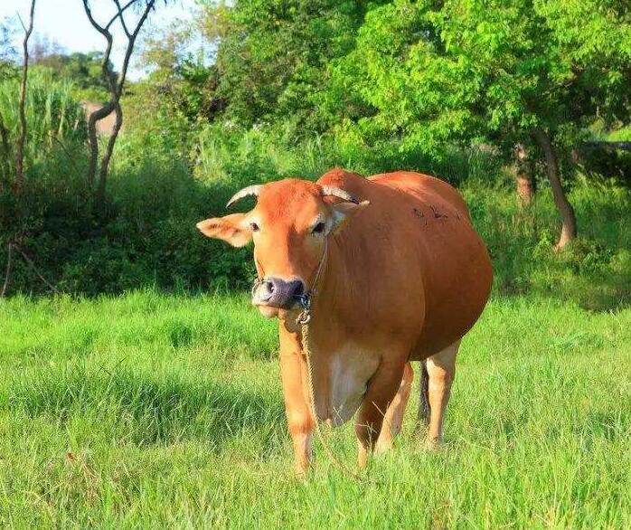 黄牛喂养配方,断奶小黄牛饲喂方法