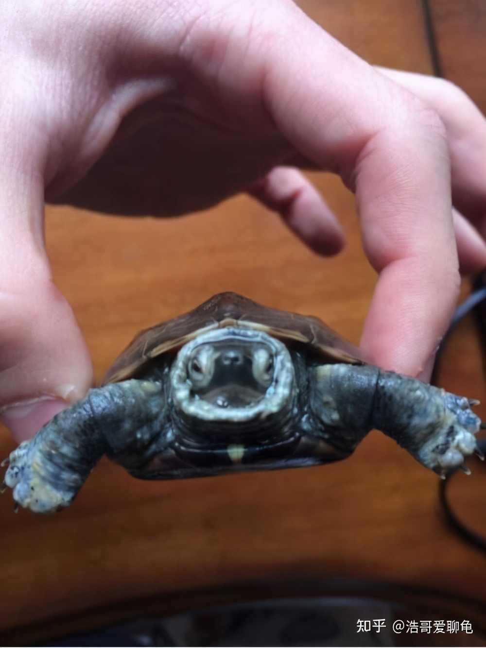 宠物龟常见病诊断和治疗系列1——腐皮