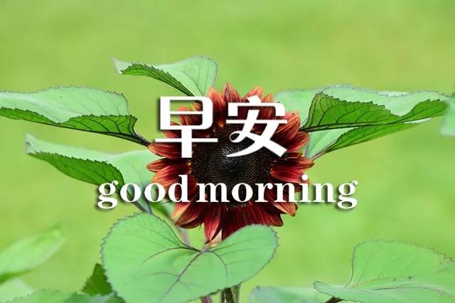 早上好心灵鸡汤正能量语句,早上好的励志句子心灵鸡汤