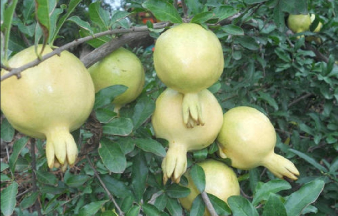 养石榴怎么养才开花结果,养盆栽石榴记住这几个技巧