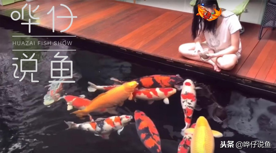 养观赏鱼怕什么虫子咬死,观赏鱼养鱼知识必备大全