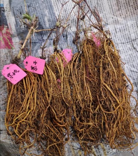 爬藤植物100种,5种爬藤花适合在院子里种植