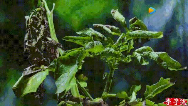 李子柒视频转场技巧,李子柒拍摄视频技巧