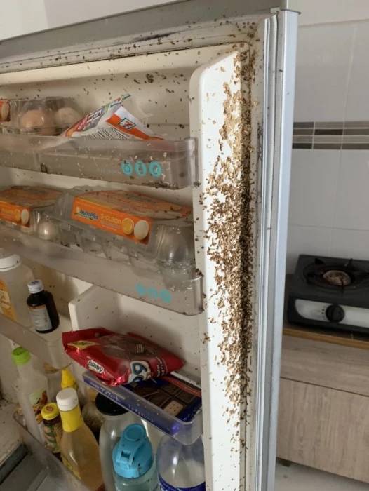 大马男子阔别两月回出租屋，冰箱里面挤满蛆虫，密密麻麻令人作呕