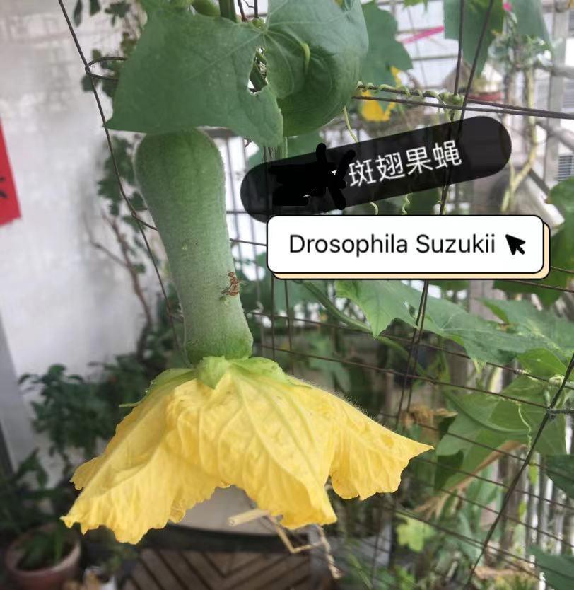 种菜防虫害最简单的方法,种菜常见病虫害