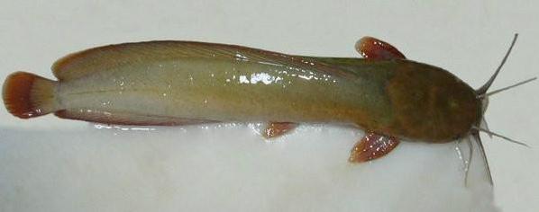 海钓注意有毒鱼种,海钓七种危险鱼类