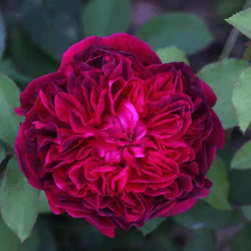 4000种不一样的玫瑰品种大全,100种玫瑰品种图鉴大全