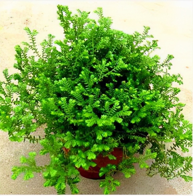 这五种盆栽太珍贵,除了蕨类还有哪些盆栽绿意盎然