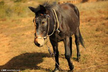 彪是什么？来看看你所不知道的东西系列（第九集）