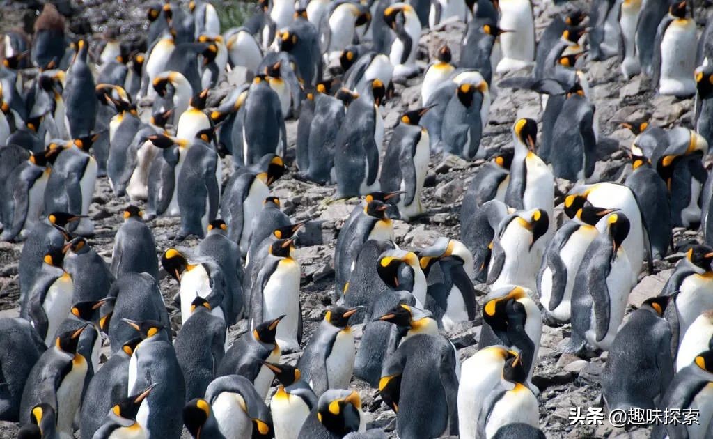 企鹅在南极为什么不会被冻死,南极那么冷为什么企鹅没冻死