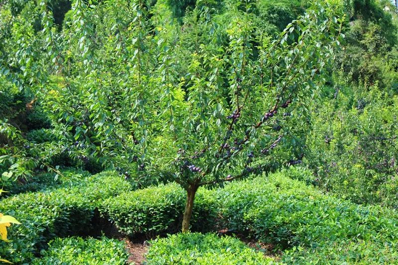 李子苗最新嫁接方法,一年嫁接的李子苗怎样定杆