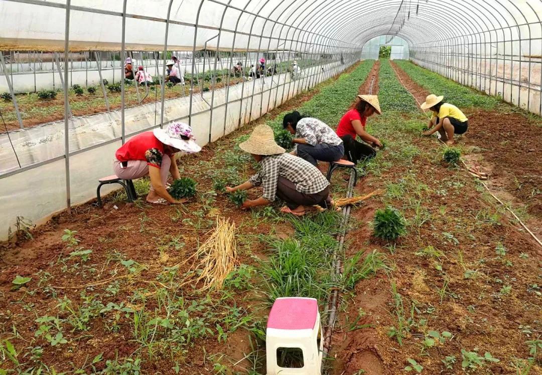 创业故事分享卖花,创业故事茶叶