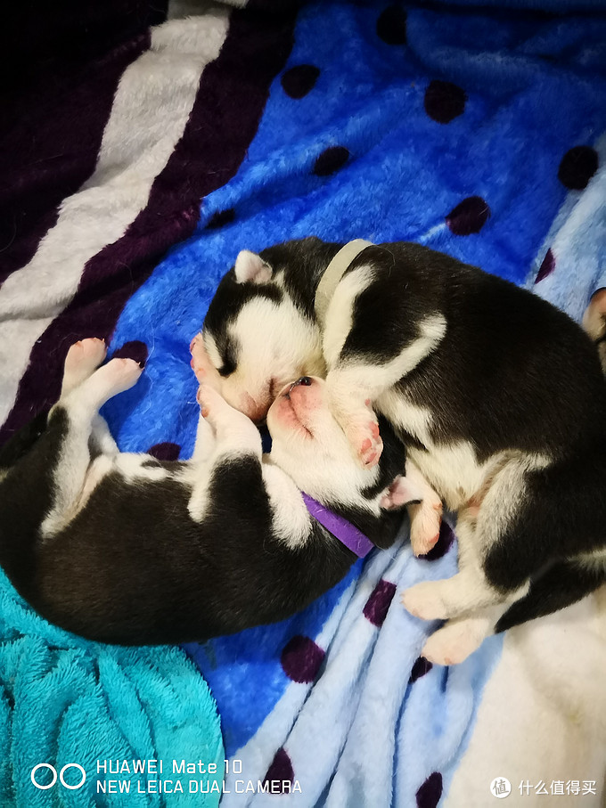 一次创世纪的生活体验—记哈士奇当妈妈