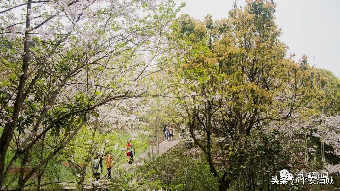 福建浦城樱花园,浦城樱花