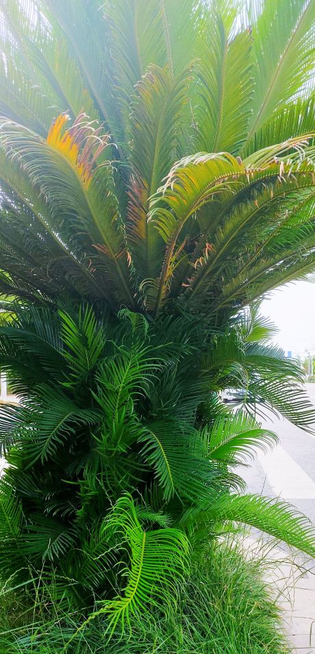 铁树分公铁树母铁树吗,铁树有雄铁树和雌铁树