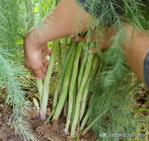 夏天最适合种植芦笋，种一次采收多年，常吃常有