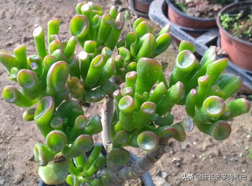 筒叶花月怎么繁育最好,铲叶花月多肉和吸财树多肉区别