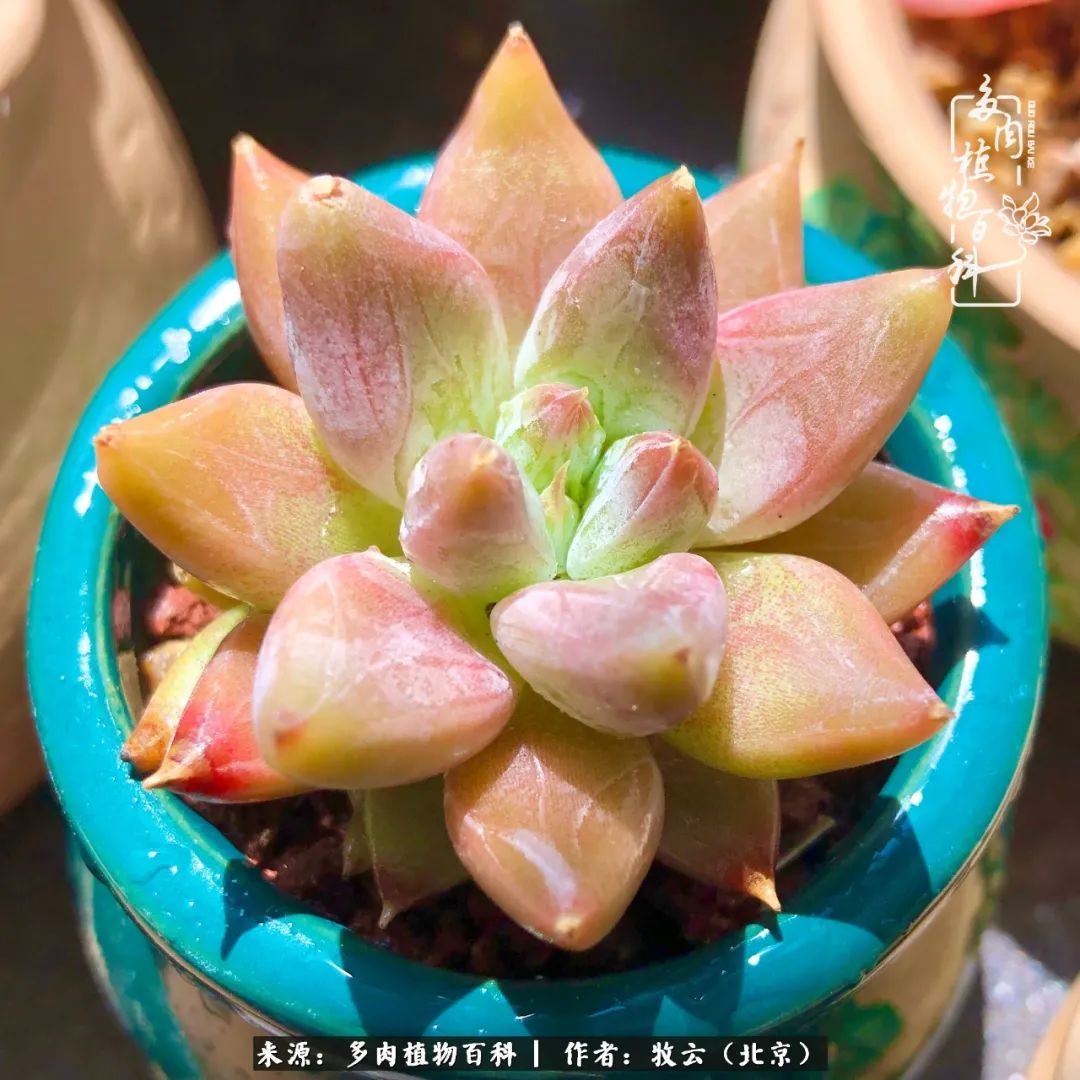 多肉植物生活,多肉生活充满诗意