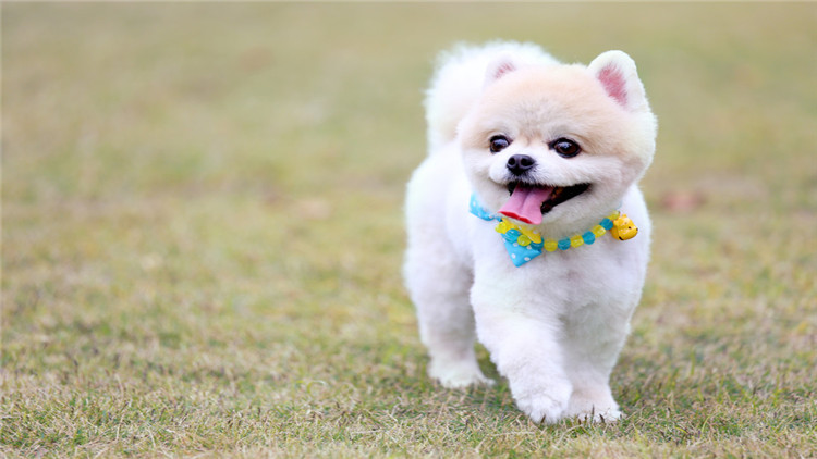 发情期母犬五个养护小常识